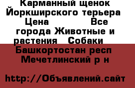 Карманный щенок Йоркширского терьера › Цена ­ 30 000 - Все города Животные и растения » Собаки   . Башкортостан респ.,Мечетлинский р-н